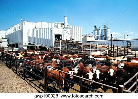 Monfort Beef, Meat packing plant, Greeley, Colorado View Large Photo Image Stock Photo - Monfort Beef, Meat packing plant, Greeley, Colorado. Fotosearch