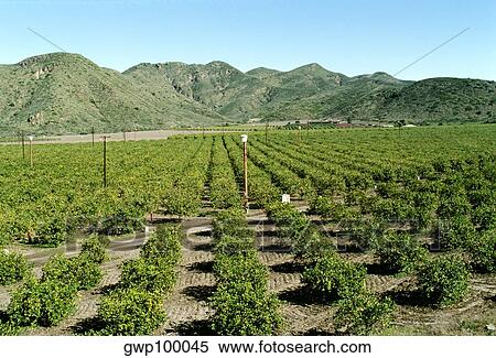 Stock Photography - Orange Groves in Southern California. Fotosearch