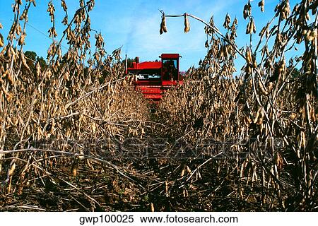 Red Combine harvesting soy beans with clear blue sky in the background in MD View Large Photo Image Stock Photography - Red Combine harvesting soy beans with clear blue sky in the background in MD. Fotosearch
