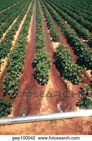 Stock Image - Soy bean field in Midwest. Fotosearch