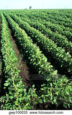 Stock Image - Soy bean fields, Argentina. Fotosearch