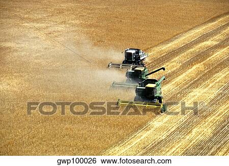 Three combines harvesting wheat in Burlington View Large Photo Image Stock Photograph - Three combines harvesting wheat in Burlington. Fotosearch