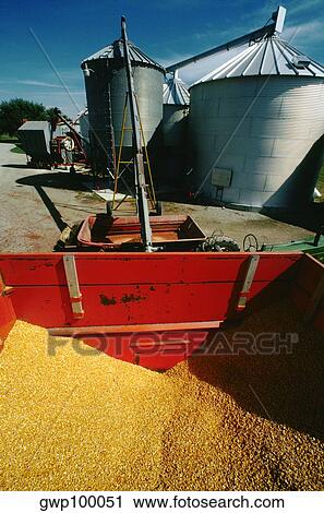Unloading corn from wagon to dryer & silo on Henry Farm, OH View Large Photo Image Stock Image - Unloading corn from wagon to dryer & silo on Henry Farm, OH. Fotosearch