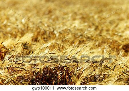 Wheat field in Southern California View Large Photo Image Stock Image - Wheat field in Southern California. Fotosearch