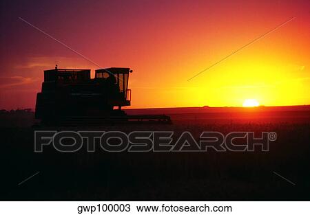 Wheat harvest and a combine with sunset in the background, Burlington, Colorado View Large Photo Image Stock Image - Wheat harvest and a combine with sunset in the background, Burlington, Colorado. Fotosearch