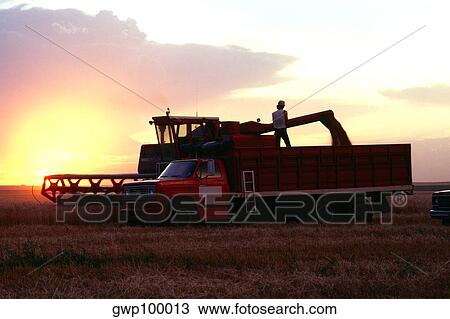 Wheat harvest and a combine with sunset in the background, Burlington, Colorado View Large Photo Image Stock Image - Wheat harvest and a combine with sunset in the background, Burlington, Colorado. Fotosearch