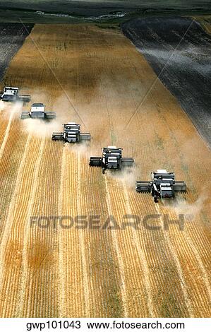 Aerial view of custom harvest combines harvesting wheat, five combines in a role, WY View Large Photo Image Stock Image - Aerial view of custom harvest combines harvesting wheat, five combines in a role, WY. Fotosearch