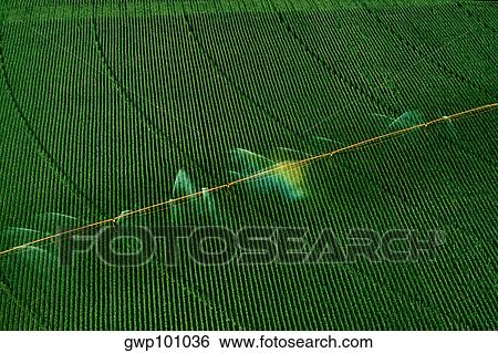 Central pivoit irrigation system, shot from above, Nebraska View Large Photo Image Stock Photograph - Central pivoit irrigation system, shot from above, Nebraska. Fotosearch