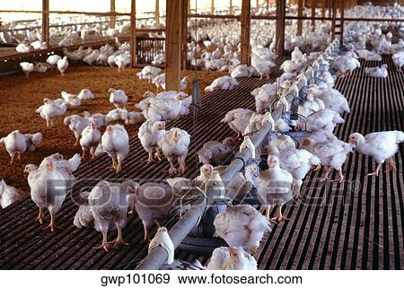 Chicken farm in Philippines View Large Photo Image Stock Photo - Chicken farm in Philippines. Fotosearch