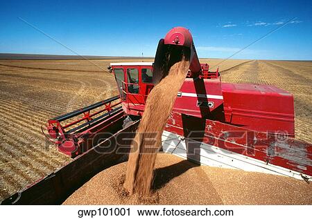Close-up of a red combine loading wheat into the truck, clear blue sky in the background, Burlington, Colorado View Large Photo Image Stock Image - Close-up of a red combine loading wheat into the truck, clear blue sky in the background, Burlington, Colorado. Fotosearch