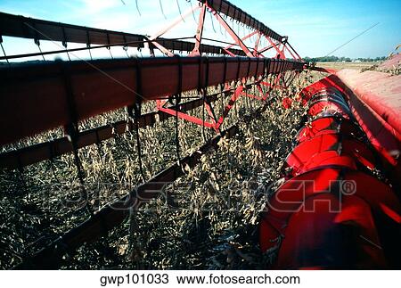 Close-up of combine harvesting soy beans in MD View Large Photo Image Stock Image - Close-up of combine harvesting soy beans in MD. Fotosearch