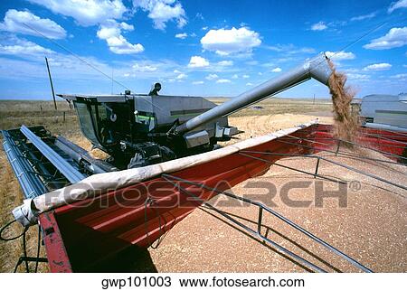 Close-up of Combine loading harvested wheat into truck. Cheyenne, WY View Large Photo Image Stock Image - Close-up of Combine loading harvested wheat into truck. Cheyenne, WY. Fotosearch