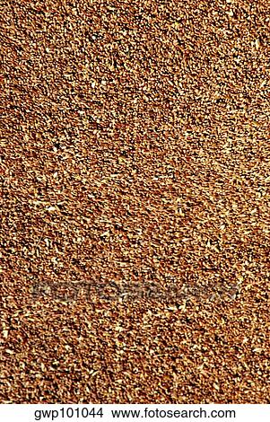 Picture - Close up on the wheat. Fotosearch