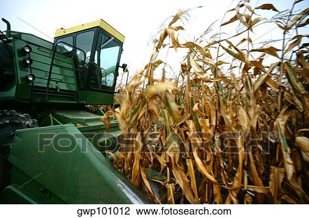Closeup of combine cutting thru corn on Henry farm in Clinton county, OH View Large Photo Image Stock Image - Closeup of combine cutting thru corn on Henry farm in Clinton county, OH. Fotosearch
