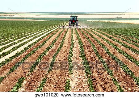 Combine Plowing soy bean field, Colorado View Large Photo Image Stock Image - Combine Plowing soy bean field, Colorado. Fotosearch