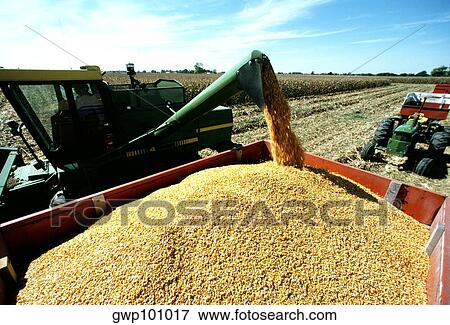 Corn loaded in wagon from combine, harvest Clinton county, OH View Large Photo Image Stock Photo - Corn loaded in wagon from combine, harvest Clinton county, OH. Fotosearch