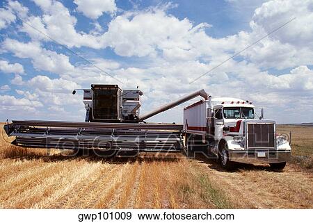 Custom harvest combine harvest wheat, combine loads wheat into the truck near Cheyenne, WY View Large Photo Image Stock Photo - Custom harvest combine harvest wheat, combine loads wheat into the truck near Cheyenne, WY. Fotosearch