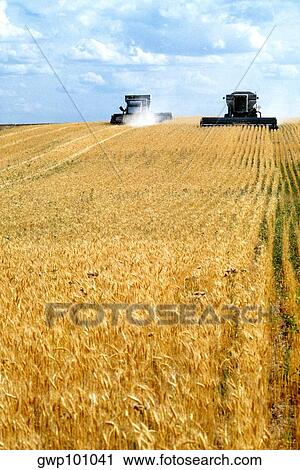 Custom harvest combines harvest wheat near Cheyenne, WY View Large Photo Image Stock Image - Custom harvest combines harvest wheat near Cheyenne, WY. Fotosearch
