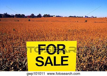 For sale sign on farmland - soy bean field & blue sky in the background, Gaithersburg, MD View Large Photo Image Stock Image - For sale sign on farmland - soy bean field & blue sky in the background, Gaithersburg, MD. Fotosearch
