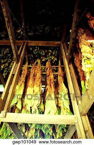 Stock Photo - Maryland Tobacco curing in barn, Anne Arundel county, Maryland. Fotosearch