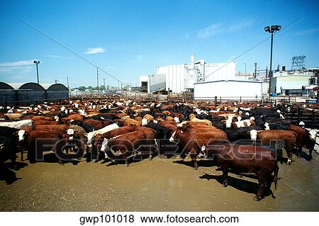 Monfort beef, meat packing plant with plant in the background, Greeley, Colorado View Large Photo Image Stock Photo - Monfort beef, meat packing plant with plant in the background, Greeley, Colorado. Fotosearch