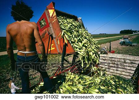 Sweet corn just picked from field with a man standing on the top of the truck View Large Photo Image Stock Image - Sweet corn just picked from field with a man standing on the top of the truck. Fotosearch