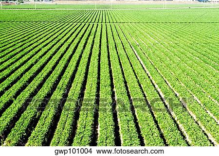 Truck garden crops in Southern California View Large Photo Image Picture - Truck garden crops in Southern California. Fotosearch