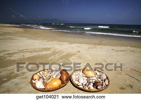 Sea shells on China Beach, Danang, Vietnam View Large Photo Image Stock Image - Sea shells on China Beach, Danang, Vietnam. Fotosearch