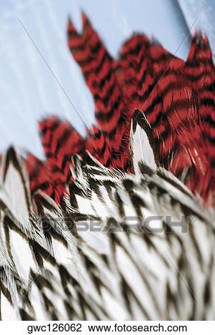 Stock Image - Close-up of feathers. Fotosearch