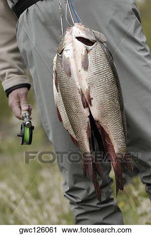 Mid section view of a man holding a fish View Large Photo Image Stock Image - Mid section view of a man holding a fish. Fotosearch
