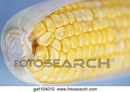 Close-up of a corn on the cob View Large Photo Image Stock Image - Close-up of a corn on the cob. Fotosearch