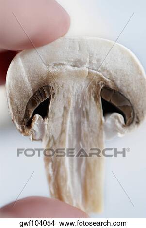 Picture - Close-up of a person's hand holding a mushroom. Fotosearch