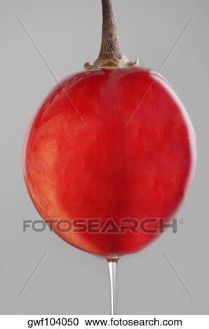 Close-up of a tamarillo View Large Photo Image Stock Image - Close-up of a tamarillo. Fotosearch