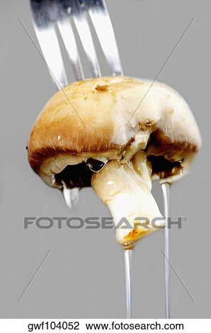 Close-up of a wet mushroom on a fork View Large Photo Image Stock Image - Close-up of a wet mushroom on a fork. Fotosearch