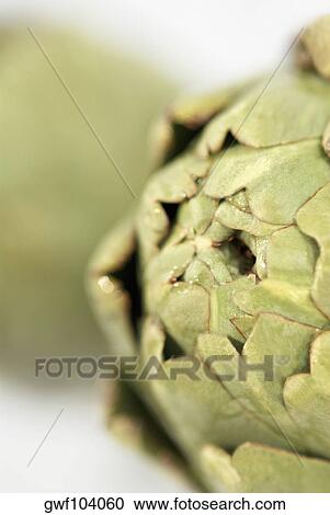 Close-up of an artichoke (Cynara scolymus) View Large Photo Image Stock Image - Close-up of an artichoke (Cynara scolymus). Fotosearch