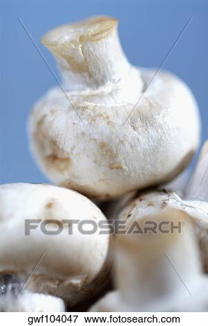 Close-up of mushrooms View Large Photo Image Stock Photo - Close-up of mushrooms. Fotosearch