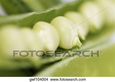 Close-up of peas in a pod View Large Photo Image Picture - Close-up of peas in a pod. Fotosearch