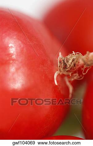 Close-up of red radish View Large Photo Image Stock Photo - Close-up of red radish. Fotosearch