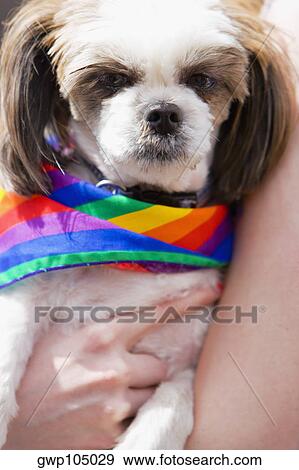 Close-up of a person holding a puppy wearing a gay pride flag View Large Photo Image Stock Photo - Close-up of a person holding a puppy wearing a gay pride flag. Fotosearch