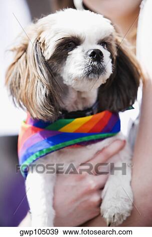 Stock Photo - Close-up of a person's hand holding a puppy wearing a gay pride flag. Fotosearch
