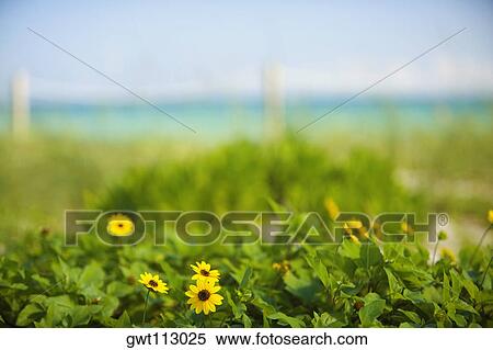 Close-up of flowers in a field View Large Photo Image Stock Photography - Close-up of flowers in a field. Fotosearch