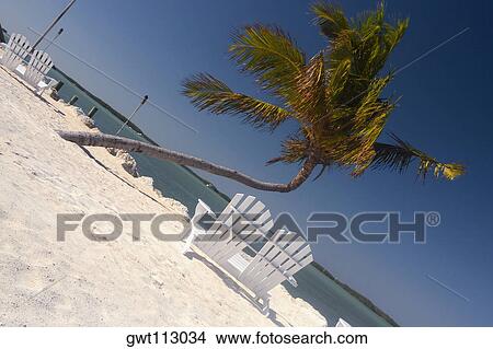 Empty adirondack chairs and a palm tree on the beach View Large Photo Image Picture - Empty adirondack chairs and a palm tree on the beach. Fotosearch