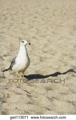 Stock Image - High angle view of a sea gull on the beach. Fotosearch