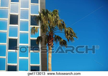 Stock Image - Low angle view of a palm tree in front of a building. Fotosearch