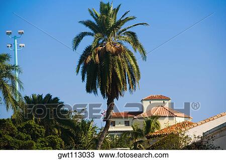Low angle view of a palm tree in front of a building View Large Photo Image Stock Image - Low angle view of a palm tree in front of a building. Fotosearch