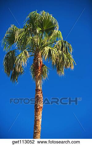 Low angle view of a palm tree View Large Photo Image Stock Image - Low angle view of a palm tree. Fotosearch