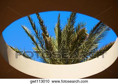 Low angle view of a palm tree viewed from a hole View Large Photo Image Stock Image - Low angle view of a palm tree viewed from a hole. Fotosearch