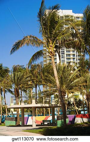 Palm trees in front of a building, Miami, Florida, USA View Large Photo Image Stock Image - Palm trees in front of a building, Miami, Florida, USA. Fotosearch