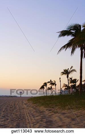 Palm trees on the beach, Miami, Florida, USA View Large Photo Image Stock Image - Palm trees on the beach, Miami, Florida, USA. Fotosearch