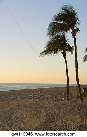 Palm trees on the beach, Miami, Florida, USA View Large Photo Image Stock Photograph - Palm trees on the beach, Miami, Florida, USA. Fotosearch